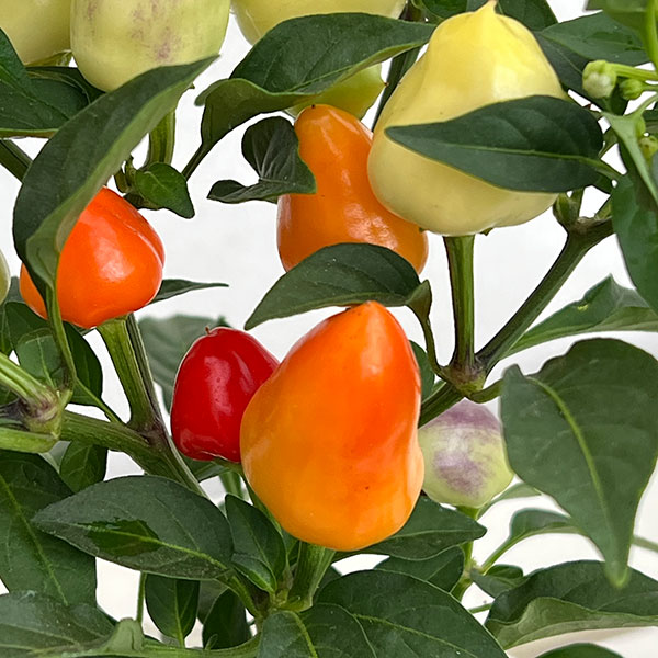 草花の苗/五色とうがらし：マルチカ...
