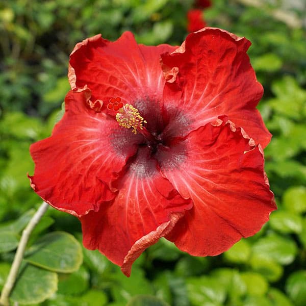 草花の苗/ハイビスカス：ジャイアントレッド 4.5号鉢植え
