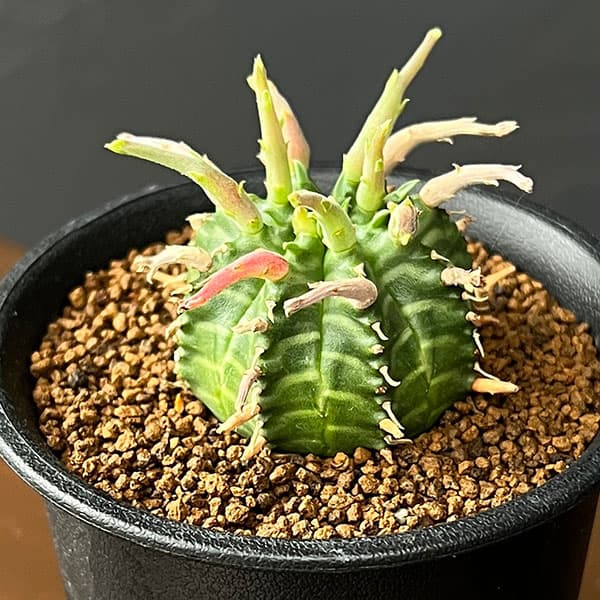 観葉植物/ユーフォルビア：スーパー...