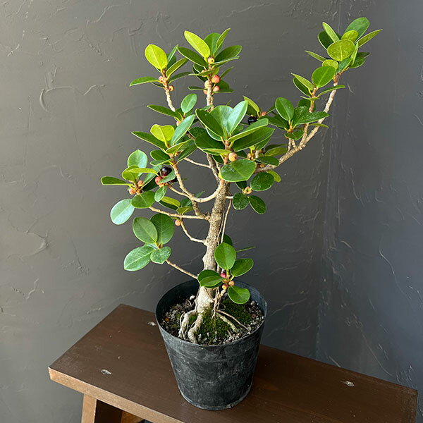 楽天市場】ガジュマル 現品（花・観葉植物｜花・ガーデン・DIY）の通販
