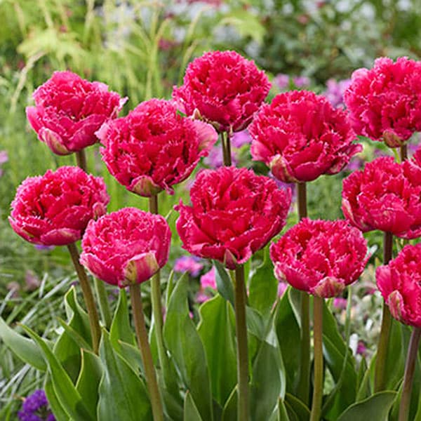 フリルが華やか 秋植え球根球根/チューリップ：ウィンドオブチェンジ 10球セット（バラ球・ラベル無し）（DF）「ウィンドオブチェンジ」は濃いピンクの八重フリンジ咲きチューリップ。ボリューム満点で華やかな雰囲気です。タイプユリ科の球根植物草丈40〜50cm植え時10月〜12月花期4〜5月日照日向用途鉢植え、庭植え、切り花栽培方法：植えつけ適期は秋〜年末です。日当たりのよい場所で、よく耕した土に化学肥料等をまぜ、球根の高さの3倍ほどの深さに植えます。一定期間低温に当たることで開花しますので、鉢植えでも冬は戸外の寒い場所で管理してください。また、水切れすると花が咲かなくなりますので、冬もたっぷり水をやってください。（沖縄地域では花が咲かないことがありますので、ご注意ください）チューリップは球根の方向をそろえて植えると葉の出る方向が揃い、たくさんの球根を美しく寄せ植えできます。※写真は開花時のイメージです。※球根の表皮が剥けていたり、細かな傷がある場合がありますが、生育には支障ありません。★バラ球を無地袋に詰めた状態でお届けします。カラーラベルは付いていません★チューリップ：ウィンドオブチェンジ 10球セット（バラ球・ラベル無し）（DF）の栽培ガイドチューリップの球根の植えつけ方法秋植え球根のダブルデッカー植え球根の植付け秋植え球根【秋植え球根】植えつけ深さの目安秋に植えて春満開！チューリップの球根の植え方と育て方プランターに何個のチューリップ球根を植えますか？花形と咲く時期で選ぶ チューリップの15分類