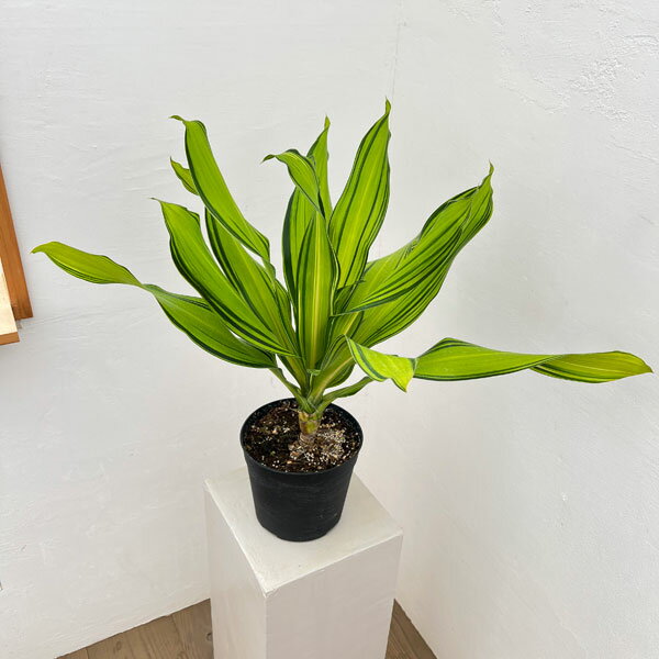 観葉植物/ドラセナ：フラグランスス...