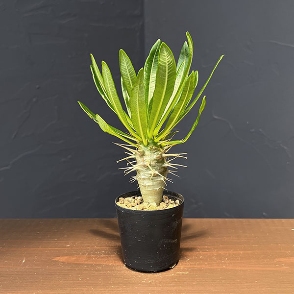 楽天市場】パキポディウム アンボンゲンセの通販
