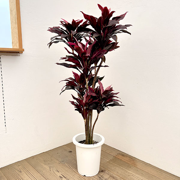 楽天市場】ドラセナ ハワイアンサンシャイン（花・観葉植物｜花