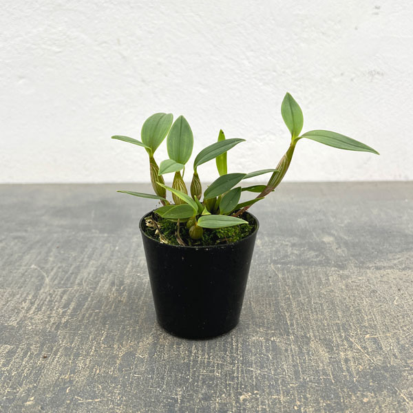 楽天市場】DENDROBIUM デンドロビウムの通販