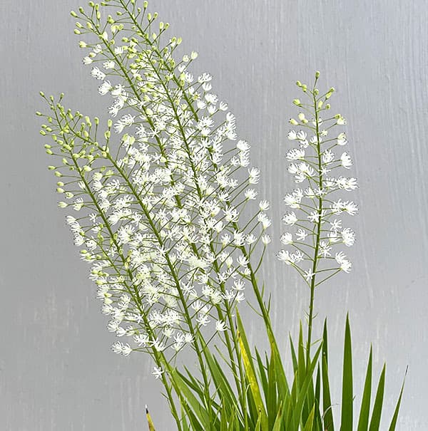 山野草 超希少白花 タッタソウ 来年開花予定株9C 【認定店】【公式直営