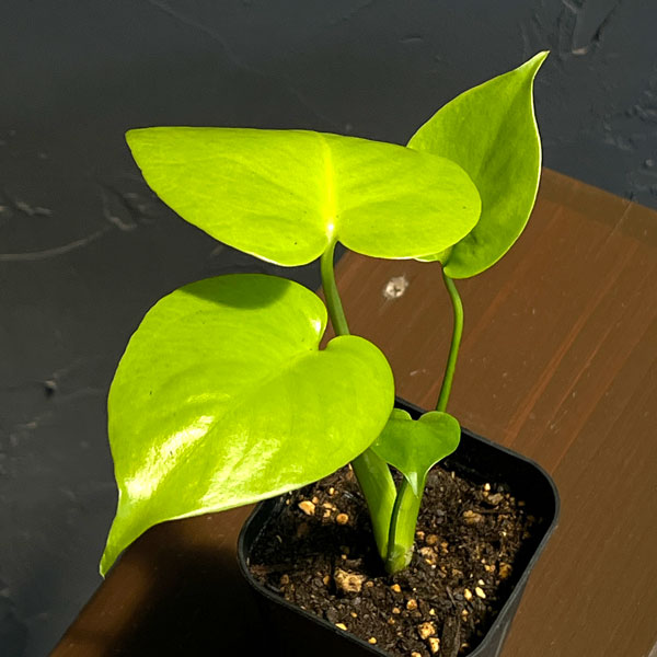 観葉植物/モンステラ：バナナスーパ...