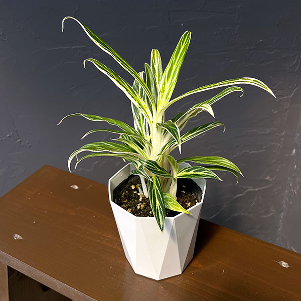 観葉植物/アグラオネマ：ホワイトバンブー 4号