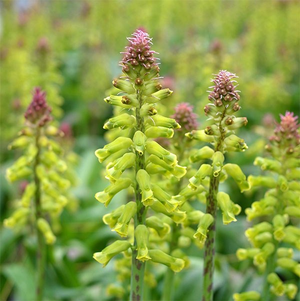 小型 4月-5月開花 南アフリカ原産 開花期間が長く珍しい球根植物球根/ラケナリア 春のほほえみ3球セット希少な球根植物。ラケナリアは南アフリカに自生するユリ科の球根植物。原種であるラケナリア・アロイデス（Lachenalia aloides）の変種の一つです。穂状の花を多数咲かせ、開花期間も1ヶ月以上と長いのが特徴です。花が上向きに咲くヒヤシンスタイプと下向きに咲くペンデュラスタイプがあります。春のほほえみは、爽やかな黄緑色の花で、花の頂部に紫が入ります。花つきがとても良く、香りがある珍しい品種です。学名： Lachenalia cv.‘Haru no Hohoemi’タイプ：キジカクシ（旧ユリ）科半耐寒性球根植物（関東以南なら露地で越冬可能）草丈：15-30cm植え付け適期9-10月開花期：3月下旬〜4月下旬栽培方法：日当たりのよい場所で、有機質に富んだ砂混じりの土が最適です。よく耕した土に化学肥料等をまぜ、5〜10センチ間隔に、5〜8センチの深さで植えます。植付後すぐに過湿にすると球根が腐る事があるので、芽が動くまでは水やりを控えめにしてください。発芽後は水切れすると花が貧弱になったり色あせてしまいますので、冬もたっぷり水をやってください。数年は植えつけたままにできます。自然分球で増えていきます。花後堀り上げる場合は葉が枯れてから掘り上げ、半月程陰干しして冷暗所で保存します。写真は開花時のイメージです。★バラ球を無地袋に詰めた状態でお届けします。カラーラベルは付いていません★※球根の表皮が剥けていたり、細かな傷がある場合があります。また、9月に芽が出始めるため、お届け時に芽が伸びている場合がありますが、生育には支障ありません。ラケナリア 春のほほえみ3球セットの栽培ガイド秋植え球根のダブルデッカー植え球根の植付け秋植え球根