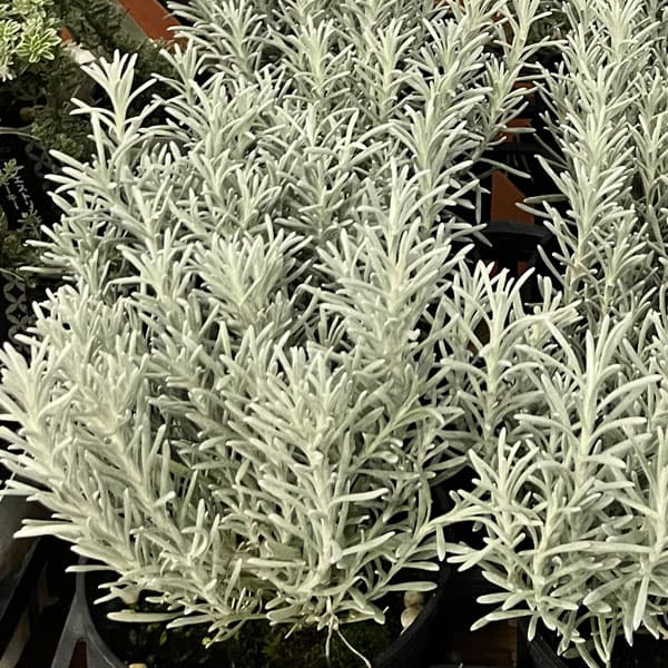 草花の苗/ヘリクリサム：シアンスチ...