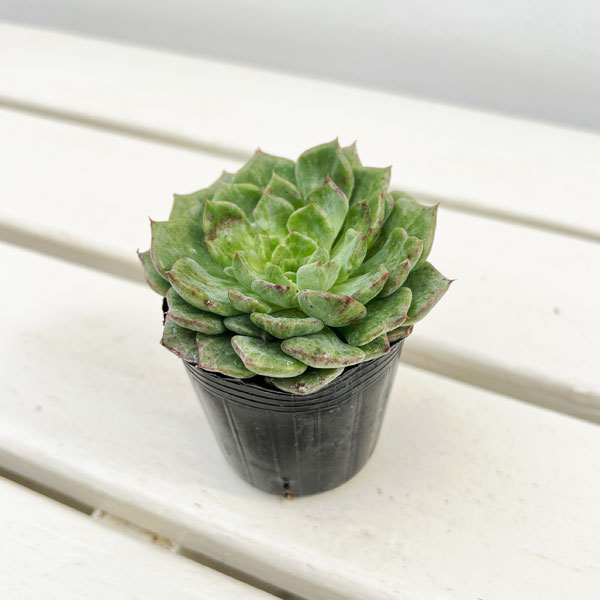 観葉植物/エケベリア：アングリーバード 2号ポット