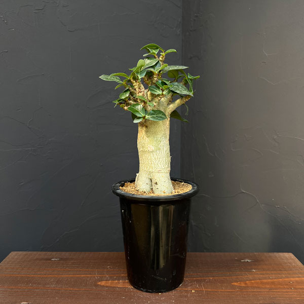 観葉植物/アデニウム ：スペシャルセレクト 4号25-05