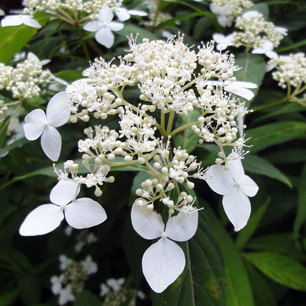 花木 庭木の苗/ヤマアジサイ：アマギアマチャ（天城甘茶）4号ポット