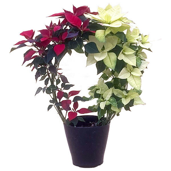 ポインセチア：紅白リース仕立て4号鉢植え
