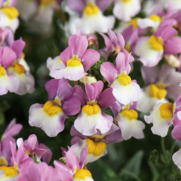 草花の苗/ネメシア：メノールデュア...