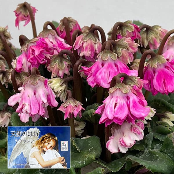 シクラメン：大内園芸さんの天使のはね 極上弁化株シリーズ（25-12）5号鉢植え【現品販売】のサムネイル