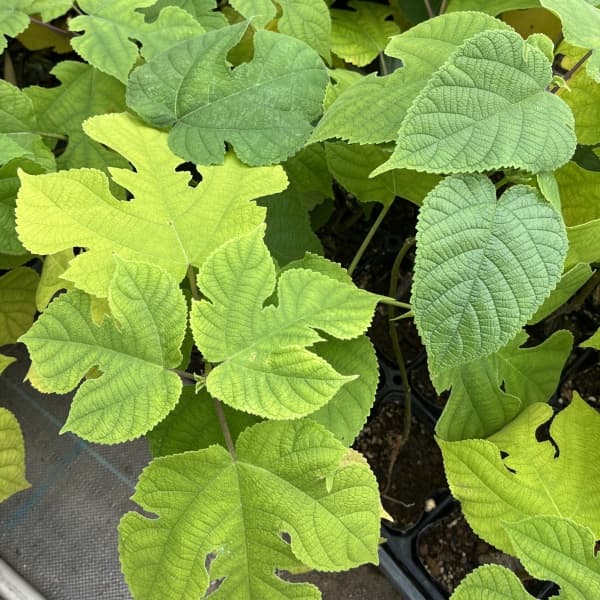 花木 庭木の苗/カジノキ（梶の木）3号ポット