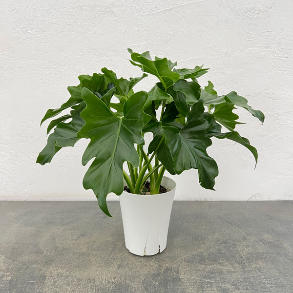 観葉植物/フィロデンドロン：セローム 4号鉢植え*