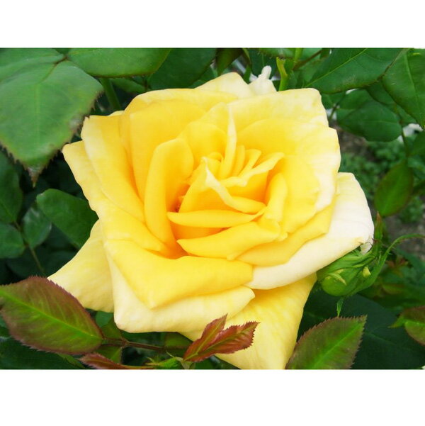 バラの苗/ハイブリッドティー：ゴールデンシャトー接木苗4号ロングポット(バラ)