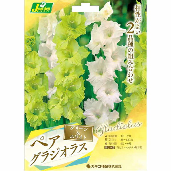 球根/グラジオラス（ペア）：グリーン＆ホワイト 6球入り