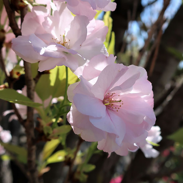 花木 庭木の苗/桜：天の川（アマノガワ）4号ポット