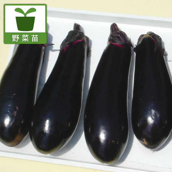 茄子の定番 せんりょうにごう 千両二号野菜の苗/ナス：千両2号自根苗3号ポット★入荷から日数が経ったためセール価格となりました。商品の状態は画像と異なる場合があります。★千両2号は日本を代表する長卵形ナス。トンネル、夏秋どり用を中心に、広範囲な作型で定評のある代表的な長卵形品種です。果色は濃黒紫色でツヤが特によく、果揃いも良好です。果皮はやわらかくて高品質です。タイプ：ナス科の非耐寒性1年草収穫: 8月〜9月日当: 日当りを好む用途: サラダ、グリル、煮物栽培方法：よく日の当たる肥沃な場所に45cm間隔で元肥を施して定植します。1つ目の実を早めに切り取ると次々に実をつけるようになります。実がつき始めたら定期的に追肥してください。詳しい栽培方法については野菜の接木苗Q&Aをご覧ください。収穫：肥料切れをおこさないようにすると沢山収穫できます。成熟した実を随時収穫します。写真は成長時のイメージですが、お届けの際は苗の状態です。下葉が傷んだ状態となっている場合があります。 ナス：千両2号自根苗3号ポットの栽培ガイド野菜：ピーマン・ししとう・トウガラシの育て方野菜（実もの）：ナスの育て方・栽培方法