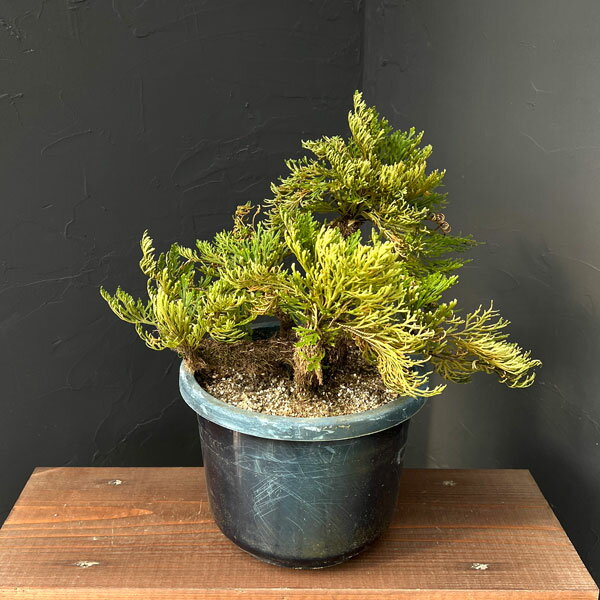 楽天市場】イワヒバ 盆栽 販売（花・ガーデン・DIY）の通販