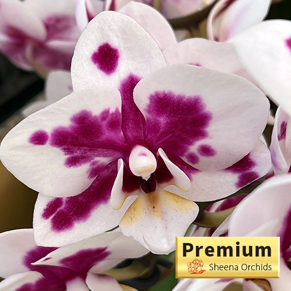 ミディコチョウラン：ボレロ 2本立ち4号陶器鉢植え