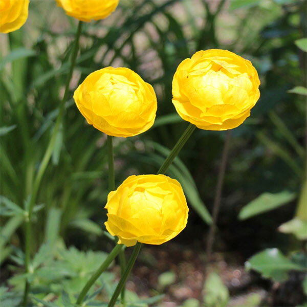 草花の苗/[送料無料]トロリウス：...