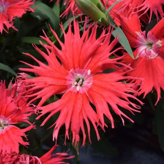 草花の苗/[送料無料]（わけあり特価）ダイアンサス：スープラ・レッド3.5号ポット 12株セット