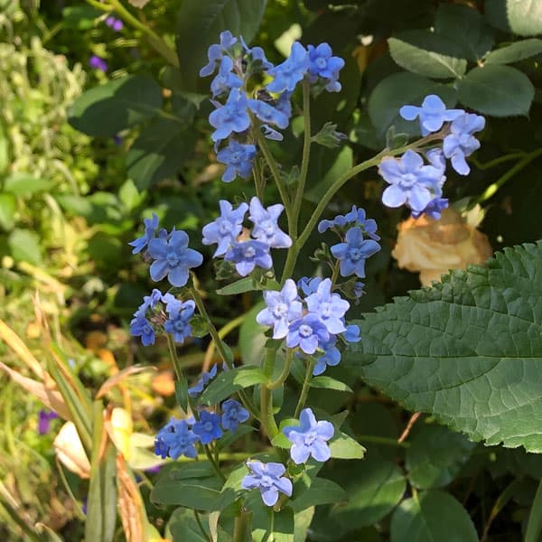 草花の苗/[送料無料]アンチューサ：アズレア フェルサムブライド3.5号ポット 12株セット