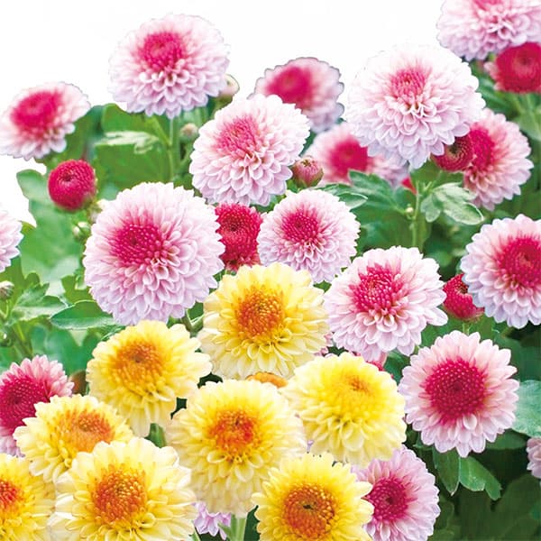 楽天市場】菊 苗（カラーグリーン）の通販