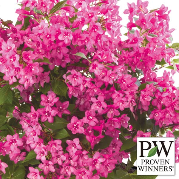 ���� ���ڤ���/[����̵��]�磻���顧�������ԥ�3.5��ݥå� 6�����å�