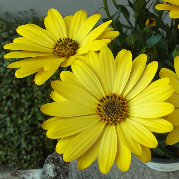 オステオスペルマム：セレニティ ディープイエロー5号鉢植え