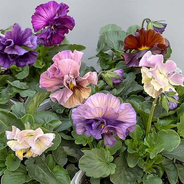 草花の苗/パンジー：フェデネージュ クレープノーブル3.5号ポット 6株セット