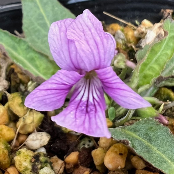 楽天市場】ノジスミレの通販