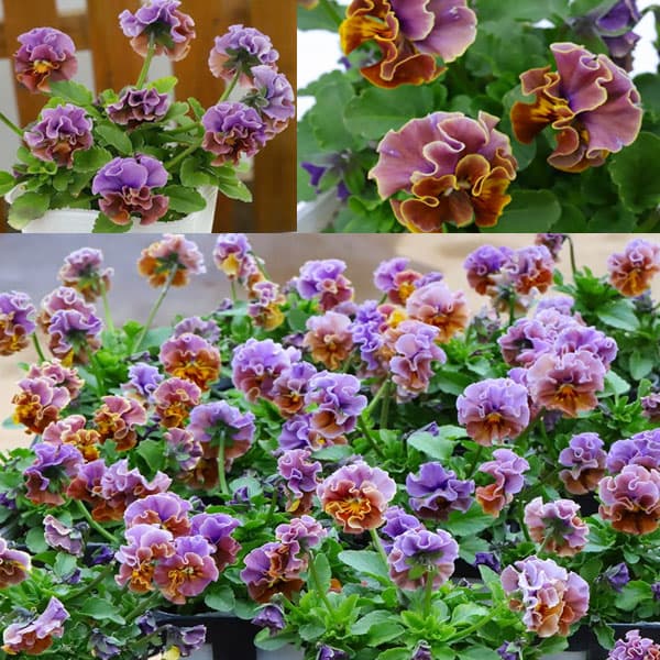 草花の苗/[送料無料]春待ちビオラ MSKガーデン小輪バタフライフリンジビオラ：エンジェルウィング アーバンスモーキー3号ポット 12株セット