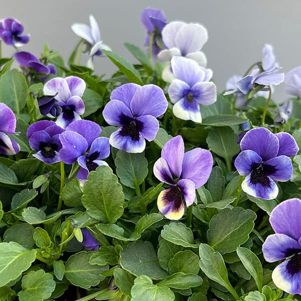 草花の苗/見元園芸さんのビオラ：トルニー（ブルー系）3.5号ポット 12株セット