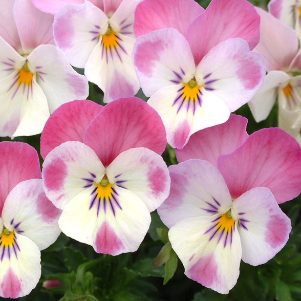 草花の苗/見元園芸さんのビオラ：春の恋3-3.5号ポット 3株セット