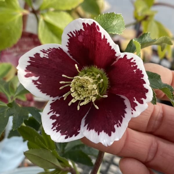 楽天市場】大木ナーセリー クリスマスローズの通販