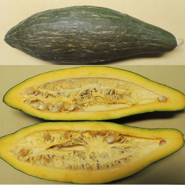 ホクホク上品、長く愛せる保存王 かんりゅう野菜の苗/カボチャ：甘龍（かんりゅう）自根苗3.5号ポット 6株セット★入荷から日数が経ったためセール価格となりました。商品の状態は画像と異なる場合があります。★カボチャ「甘龍（かんりゅう）」は、果皮が灰白色から淡緑色になる日本カボチャ系の品種です。果肉は濃黄色で厚く、ホクホクとした強い粉質感が特徴です。日本カボチャ特有の上品で濃厚な甘みと、舌触りの良さが高く評価されています。煮崩れしにくい性質を持つため、煮物や天ぷらに最適です。貯蔵性が非常に高く、適切な環境で保存すれば翌年の春先まで美味しく食べられるため、業務用途や家庭菜園でも人気の高い品種です。タイプ：ウリ科の1年草日照：日なた育て方：植え付けは、霜の心配が完全になくなった頃が適期です。水はけと日当たりの良い場所を選び、元肥として堆肥などを十分に施した畑に、根鉢を崩さないように丁寧に定植します。株間は広めにとり、つるが伸びるスペースを確保してください。 生育が進み、本葉が5〜6枚になったら親づるの先端を摘心（てきしん）します。その後、勢いの良い子づるを2〜3本伸ばす「2〜3本仕立て」が一般的です。着果は10節以降の雌花を目標とし、それ以前に咲いた雌花は株の成長を促すために摘み取ります。確実に実をつけるためには、晴れた日の朝に人工授粉を行うことが重要です。 追肥は、最初の果実が大きくなり始めた頃に行い、肥料の与えすぎによる「つるぼけ」（葉ばかり茂って実がつかない状態）に注意します。収穫：開花から約40〜50日後が目安で、果実の色が白灰色に変わり、ヘタの部分がコルク状に乾燥したタイミングを見極めます。収穫後、風通しの良い日陰で1〜2週間ほど追熟させることで、甘みとホクホク感が増し、美味しくなります。写真は成長時（開花時）のイメージですが、お届けの際はまだ苗の状態です。カボチャ：甘龍（かんりゅう）自根苗3.5号ポット 6株セットの栽培ガイド野菜：かぼちゃの育て方