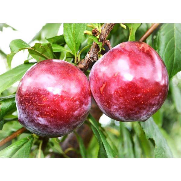 果樹の苗/スモモ（プラム）：李楽(りら)TM 接木苗4-5号ポットプラム　李楽(りら)は、果皮は全面濃紅紫色に色づき、果肉は橙黄色。酸味が穏やかで糖度が高く非常に甘い品種です。果重130g前後、糖度20度ぐらいです。果実は病気に強く裂果はほ...