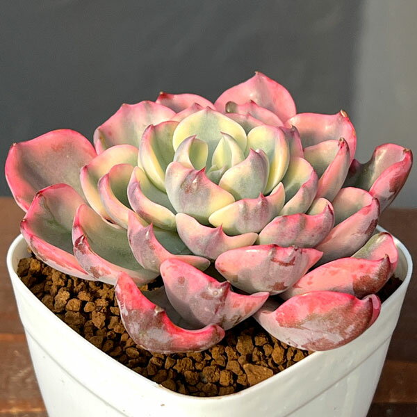 観葉植物/エケベリア：レインドロップ錦 2.5号ポット