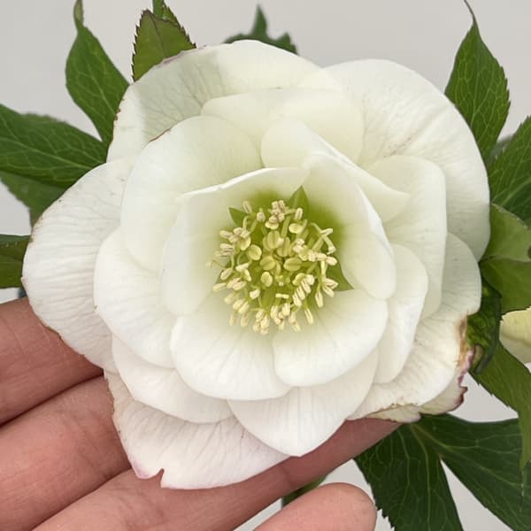 楽天市場】クリスマスローズ チベタヌスの通販