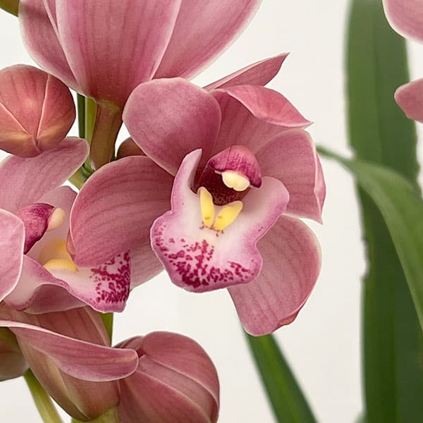 テーブルシンビジウム：森の精 なかよし2本立ち 5号鉢植え（皿付き）