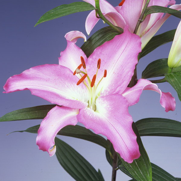 オリエンタルリリー：ピンクカサブランカ3.5号芽出しポット