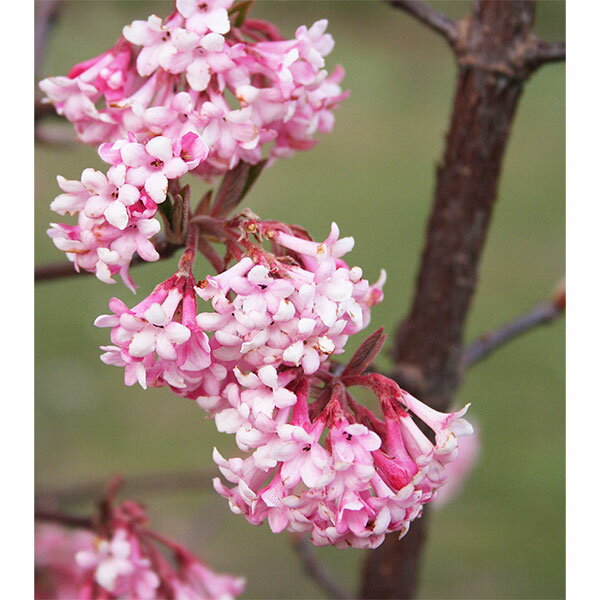 花木 庭木の苗/ビバーナム ドーン5号ポット...