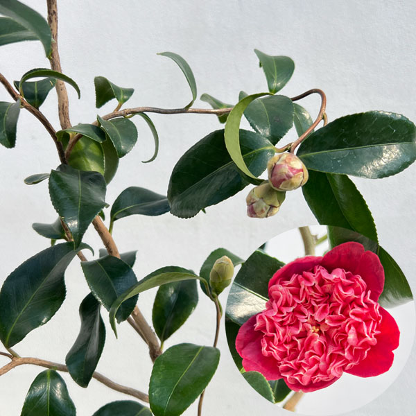 花木 庭木の苗/ツバキ（椿）：卜伴雲竜（ぼくはんうんりゅう）4.5号ポット