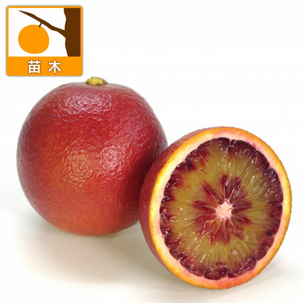 果樹の苗/ブラッドオレンジ：モロ5号ポット