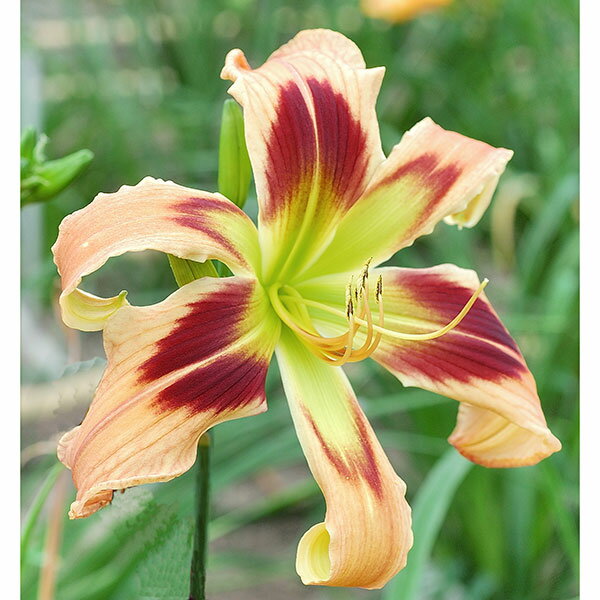 草花の苗/ヘメロカリス：ワイルドアンドワンダフル5号ポット